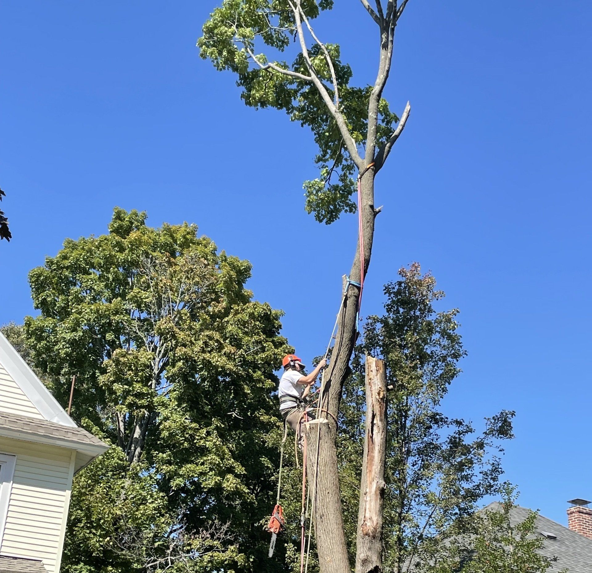 Tree Removal Saugus, MA