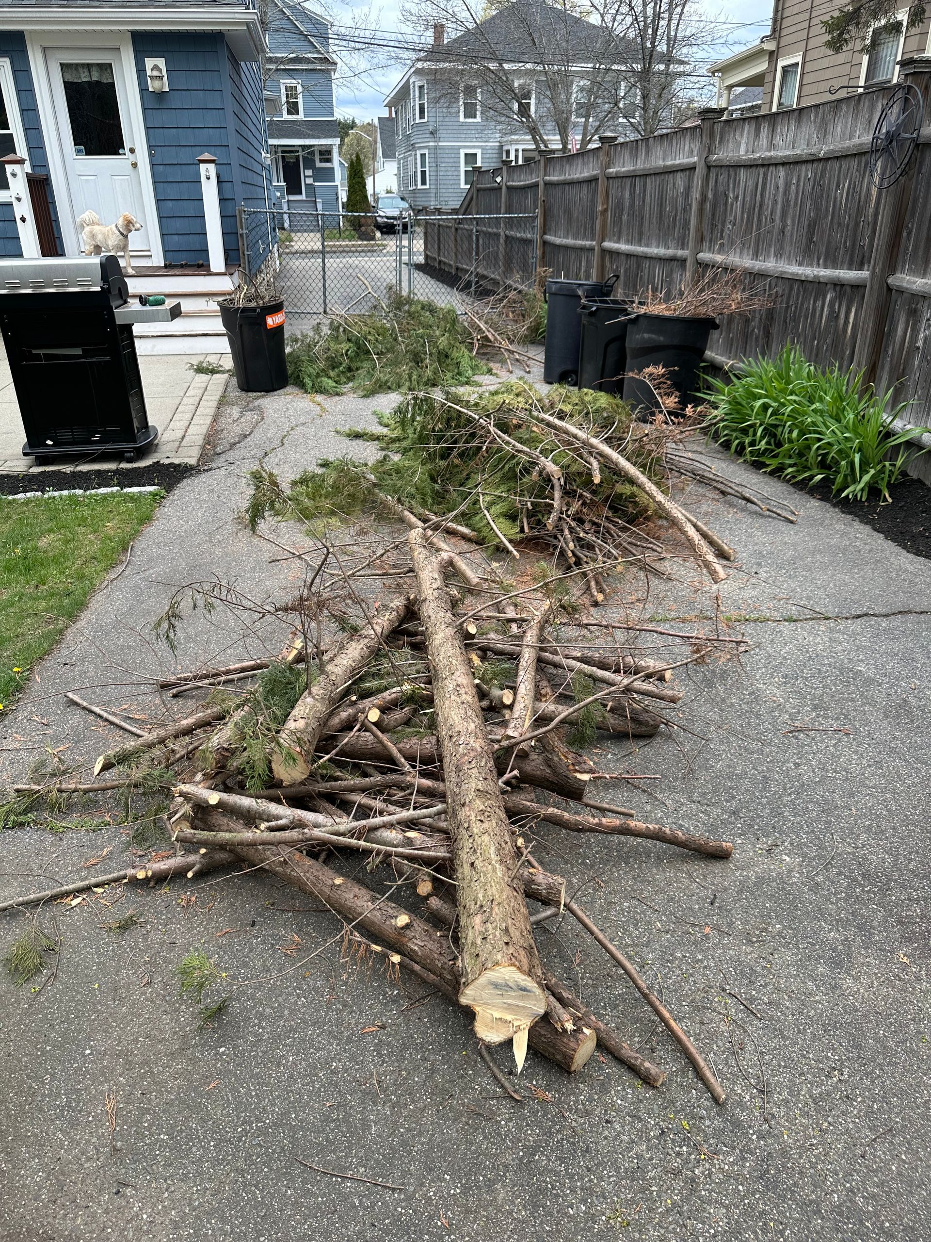 Shrubs  that have been removed