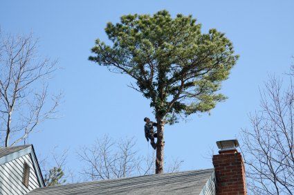 Tree Removal Stoneham, MA