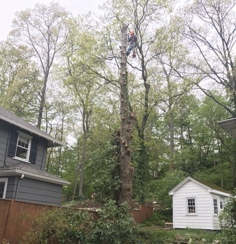 Tree Trimming & Pruning