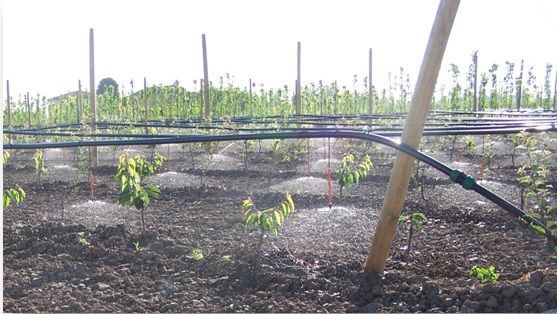 IMPIANTI MICROPIOGGIA