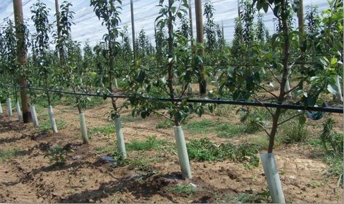 IRRIGAZIONE A GOCCIA