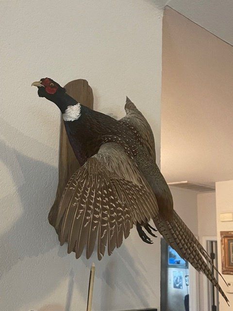 They've got it all! Fin, Feather and Fur Taxidermy does their best to make  sure you have the perfect mount for your trophy. They'll tan whoever's skin  in order to bring out