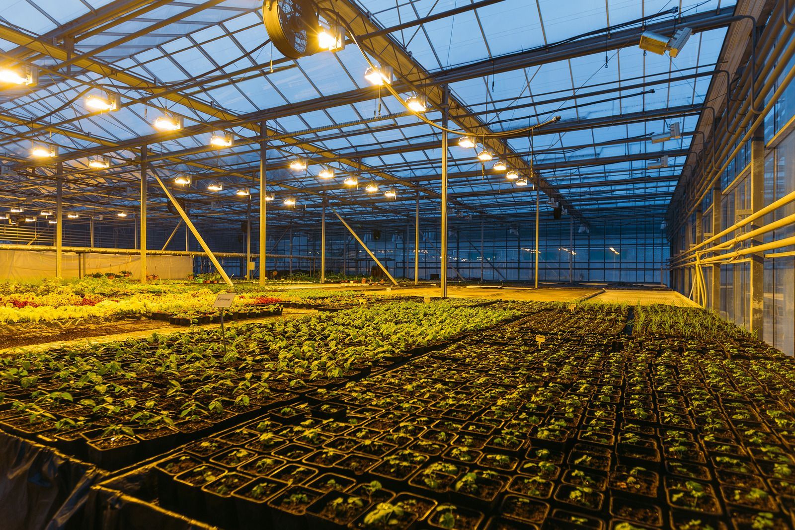 A greenhouse filled with lots of plants and lights.