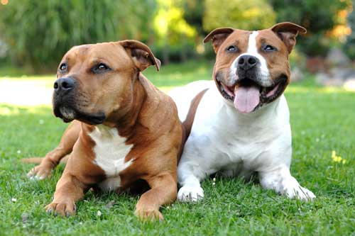 Leominster — Two Staffordshire Terriers Lying On The Grass in Leominster, MA