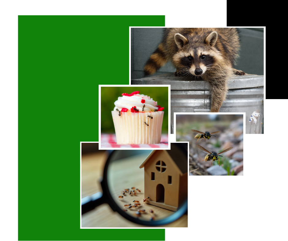 Raccoon, cupcake with ants, toy house under magnifying glass, and wasps near a green rectangle.