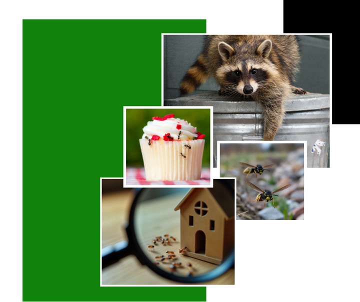 Raccoon, cupcake with ants, toy house under magnifying glass, and wasps near a green rectangle.