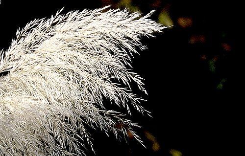 Plant Photography - Tony Jones.co