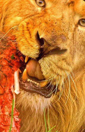 Chester zoo animals lion feeding tonyjones.co