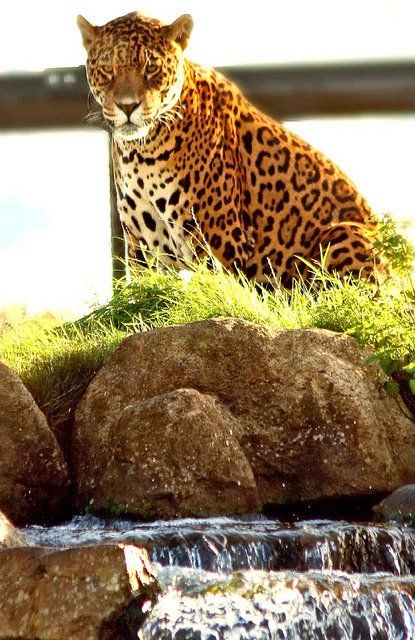 Chester zoo animals Janguar