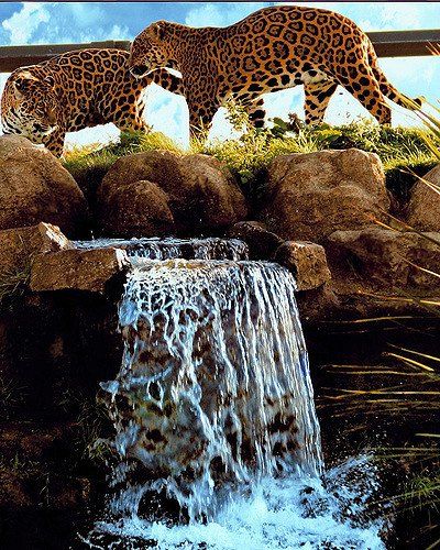 Chester zoo animals jaguar at waterfall