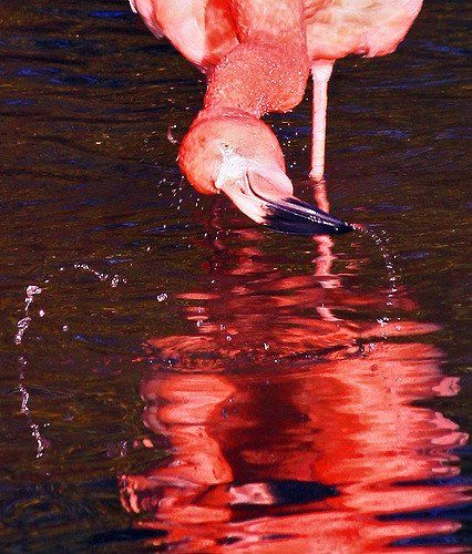 Flamingo Chester zoo birds