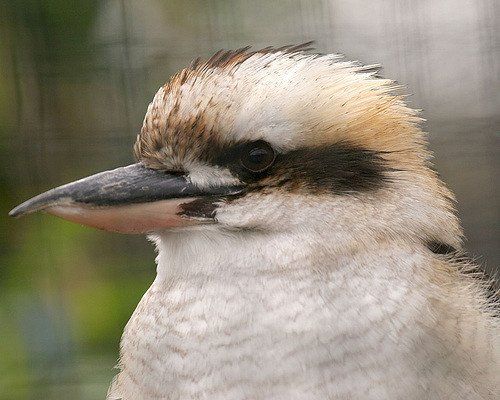 Chester zoo birds kookaburra