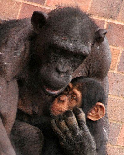 Chester zoo animals chimpanzee with baby