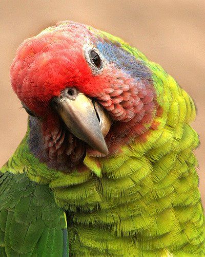 Chester zoo birds parrot