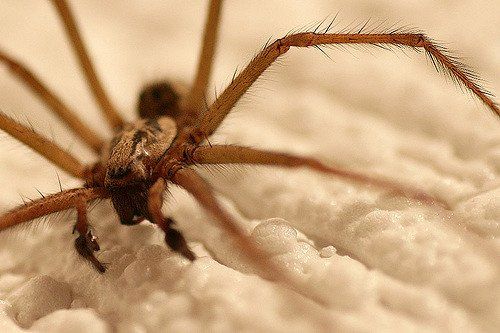 Insects spider photography by tonyjones.co