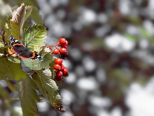 Insects butterfly
