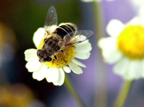 Insects honey bee tonyjones.co