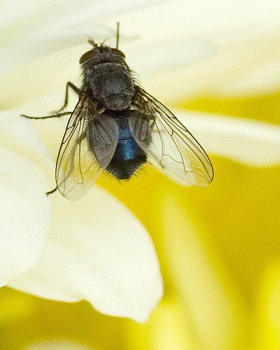 Insects photo fly