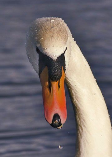Swan in Ellesmere mere photography Tony Jones