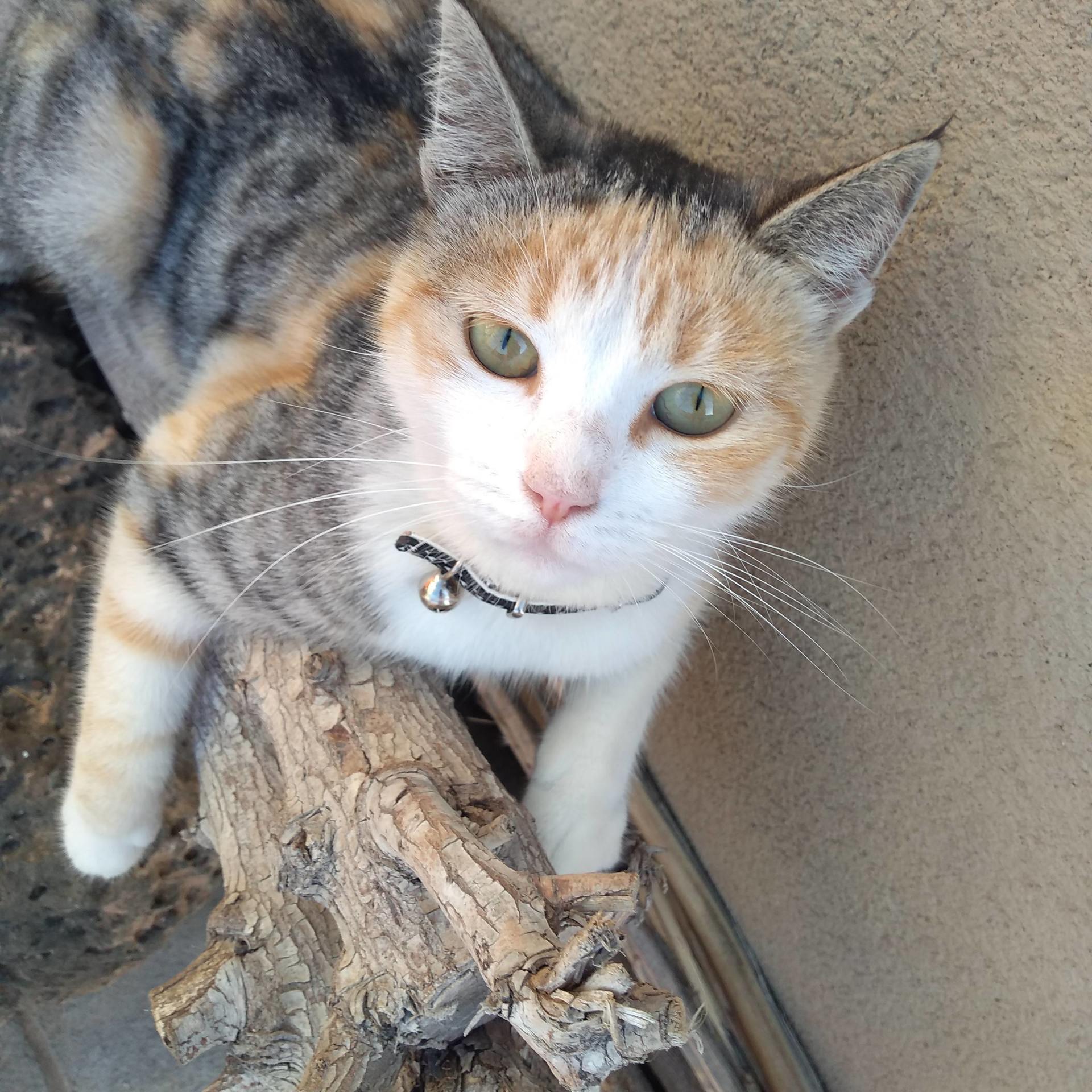 A calico cat with green eyes is sitting on a piece of wood