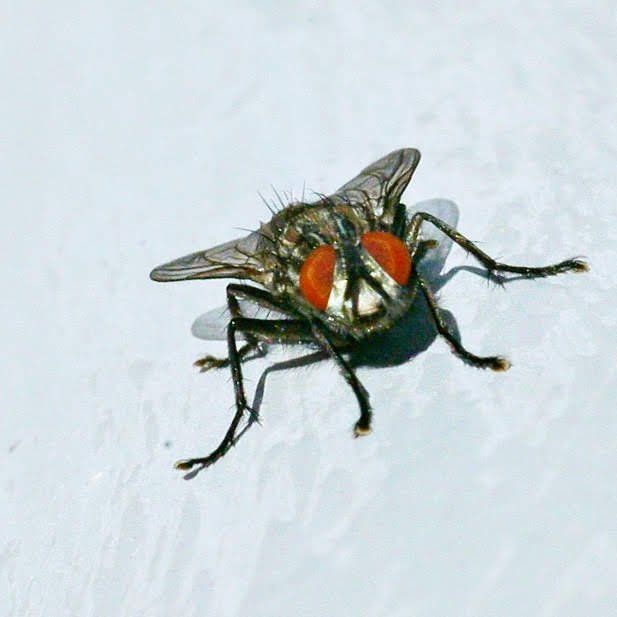 A fly with red eyes is sitting on a white surface