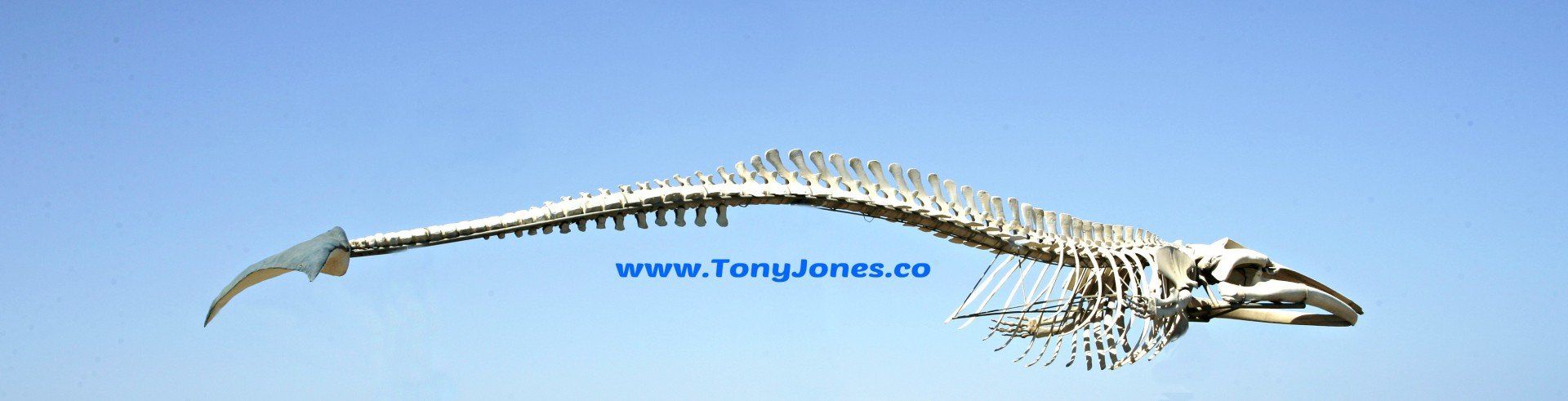 Whale skeleton image - Tony Jones CITP photography for websites