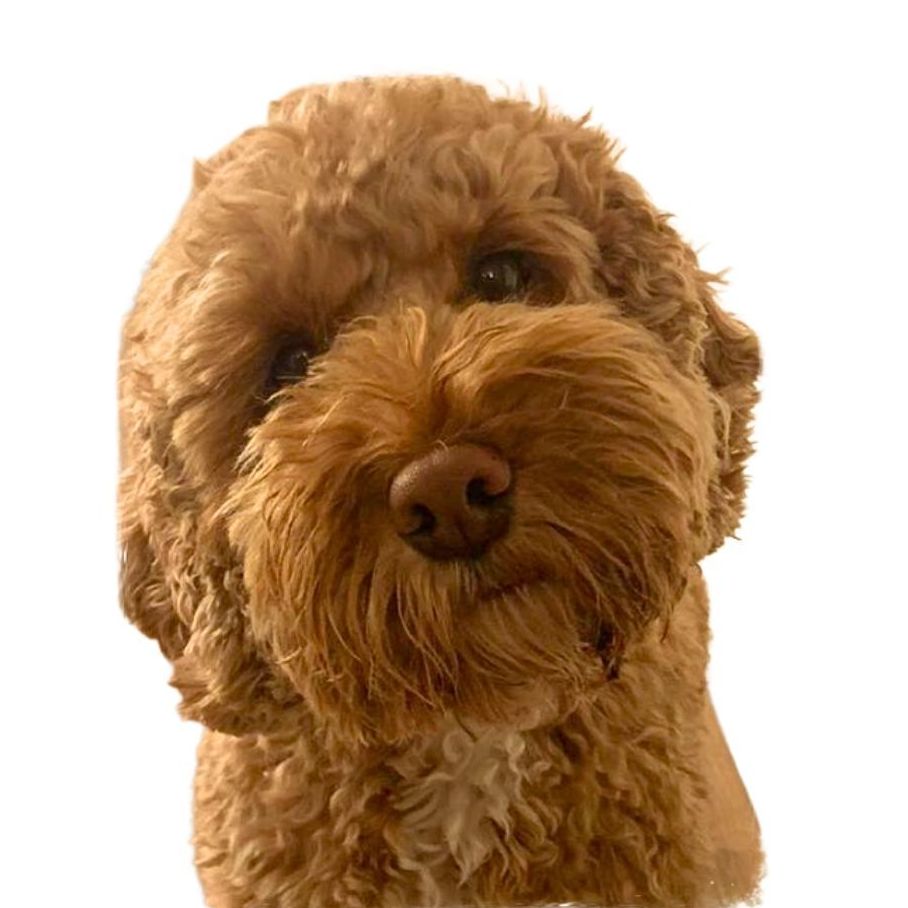A close up of a brown dog looking at the camera