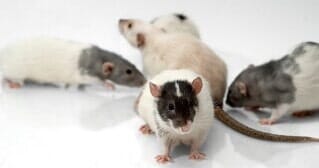 Mice, Rodent Control in Redlands, CA