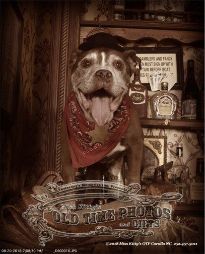 a brown and white dog wearing a bandana and a hat