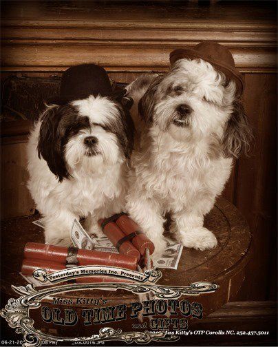 two small dogs wearing hats are sitting on a table with money and dynamite .