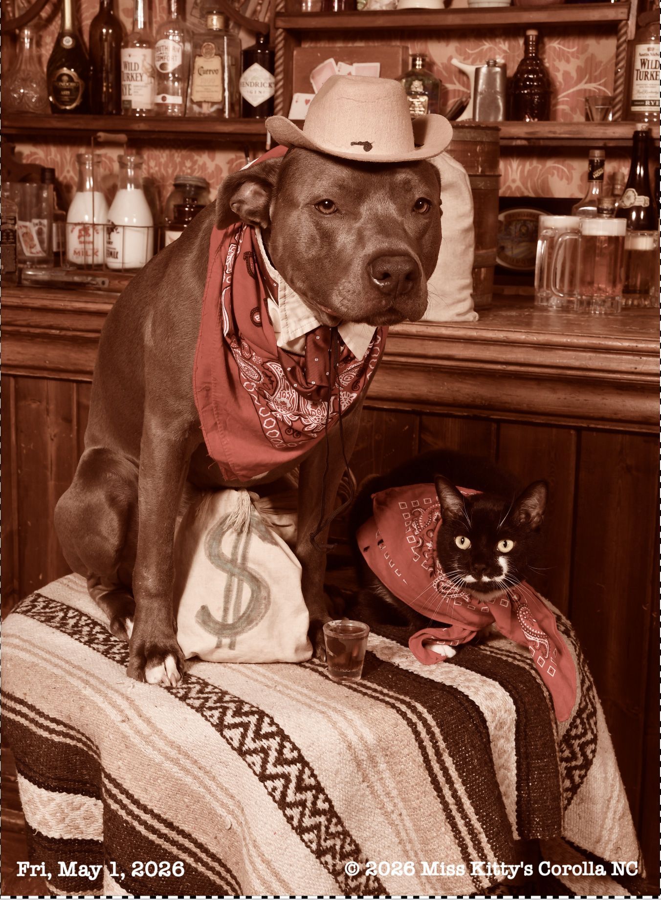 Old Time Pet Photo with a dog in a hat and a cat. Miss Kitty's Old Time Photos and Gifts
