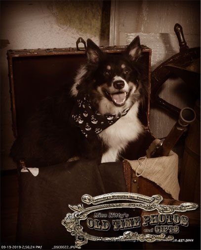 a black and white dog is sitting in an old trunk