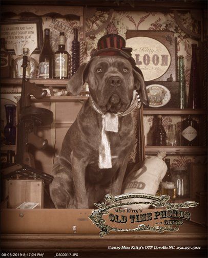 a dog wearing a hat and scarf is sitting in front of a sign that says old time saloon