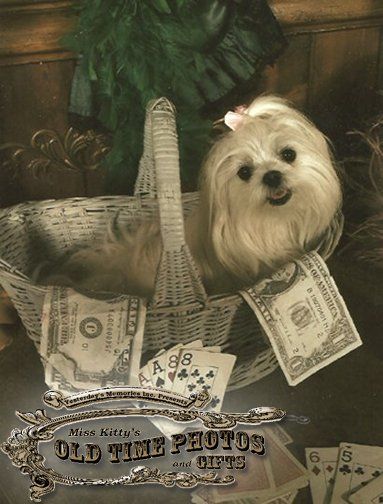 a small dog is in a basket with money and playing cards