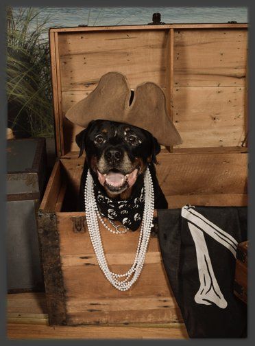 a dog wearing a pirate hat and pearls is in a treasure chest