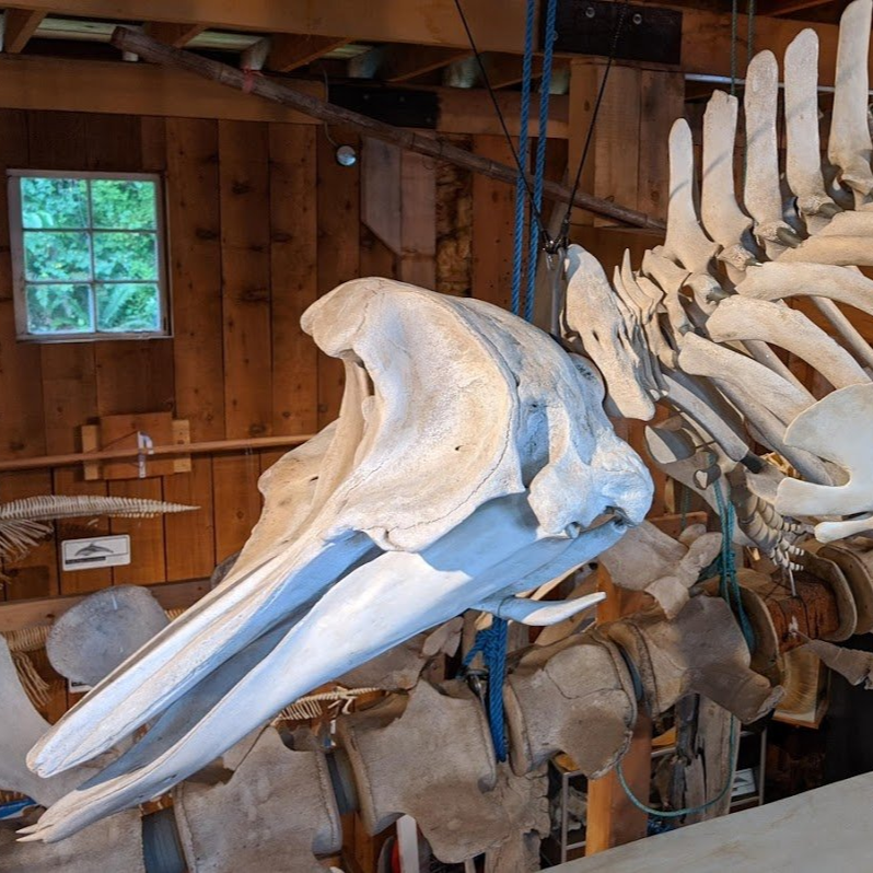 Goose beaked whale skeleton at the WIC before the December 31, 2024, fire.
