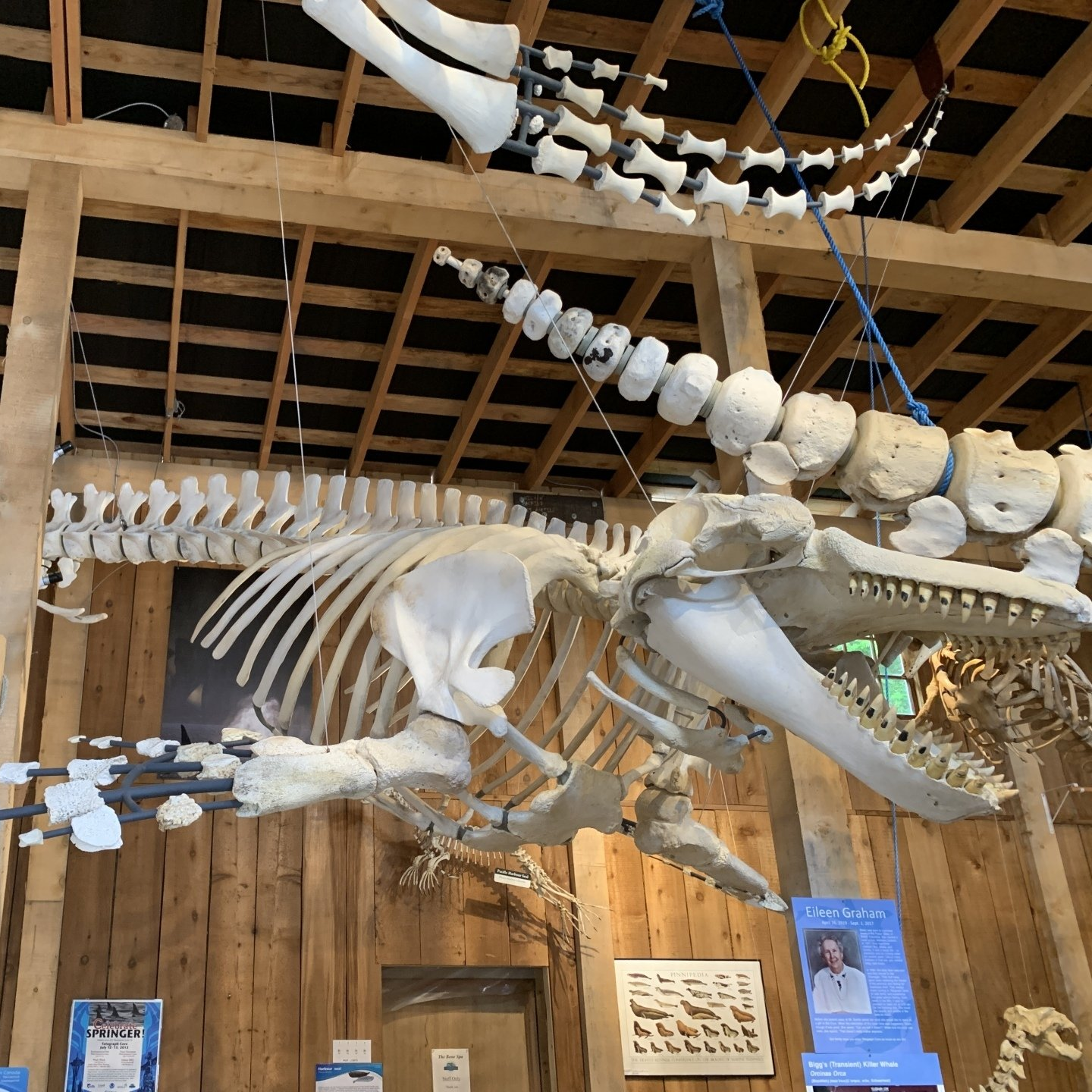 Skeleton of T44, a Bigg's killer whale at the WIC before the December 31, 2024 fire