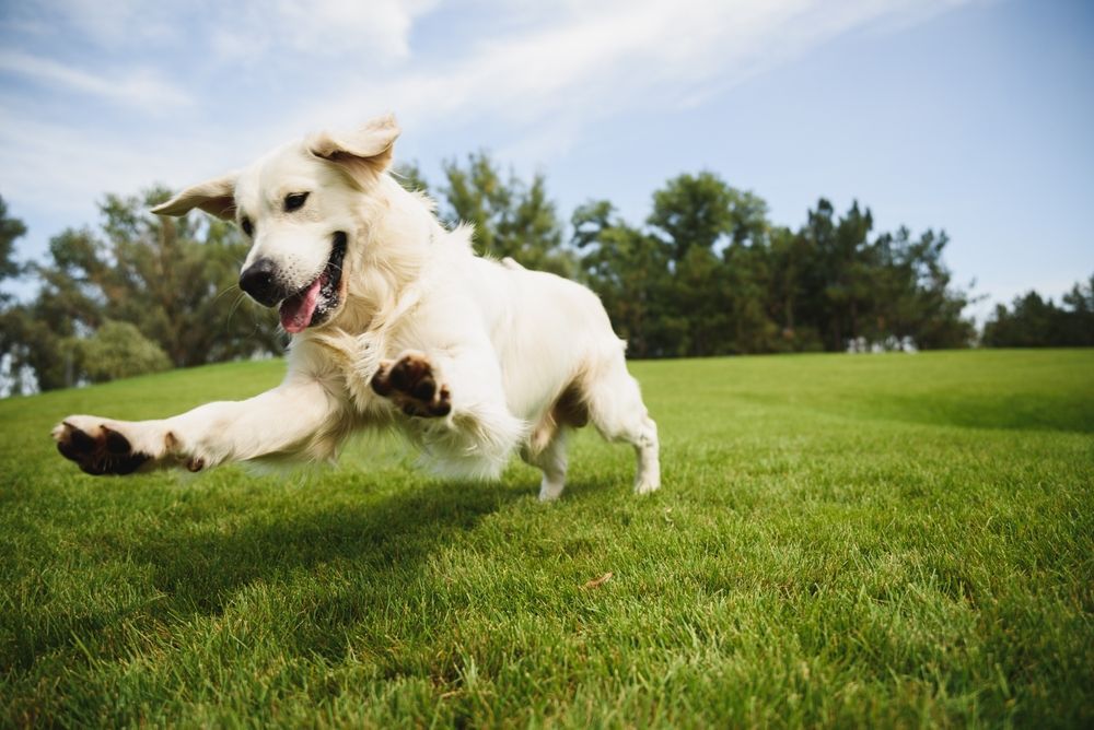 Dog Park