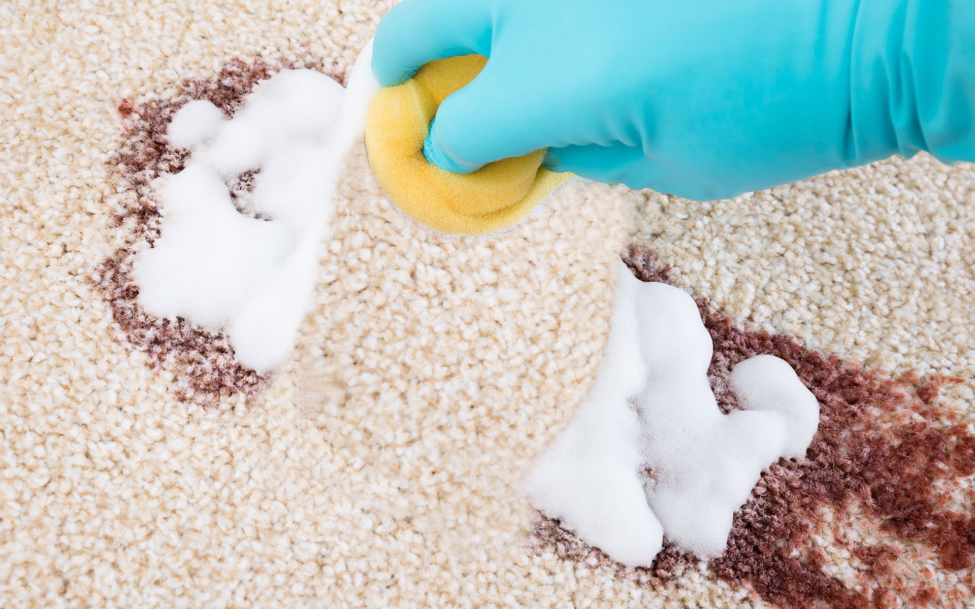 Hand wearing a blue glove scrubbing a red stain on a beige carpet with a yellow sponge and foamy cleaner.