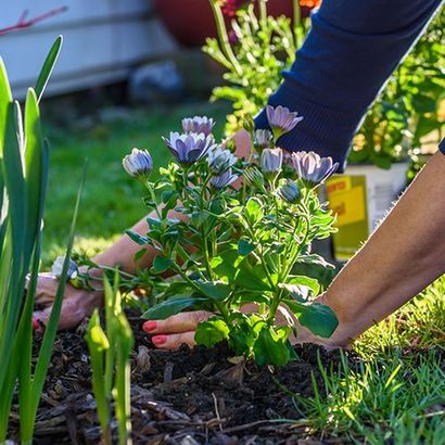 Flower Bed Care — Stephenville, TX — Lovell Lawn & Landscape, Inc.