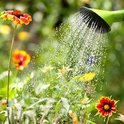 Watering Plants — Stephenville, TX — Lovell Lawn & Landscape, Inc.