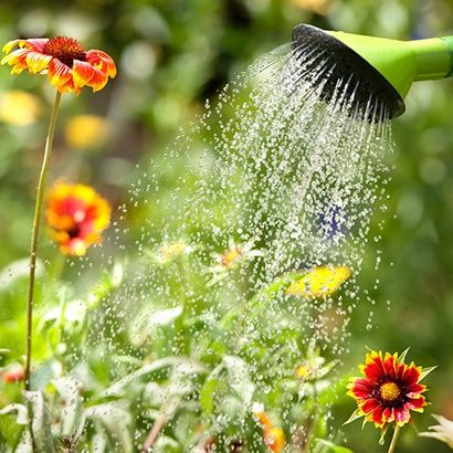 Watering Plants — Stephenville, TX — Lovell Lawn & Landscape, Inc.