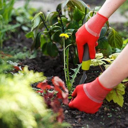 Removing Weed from Flower Bed — Stephenville, TX — Lovell Lawn & Landscape, Inc.