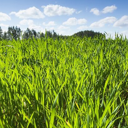 Rye Grass — Stephenville, TX — Lovell Lawn & Landscape, Inc.