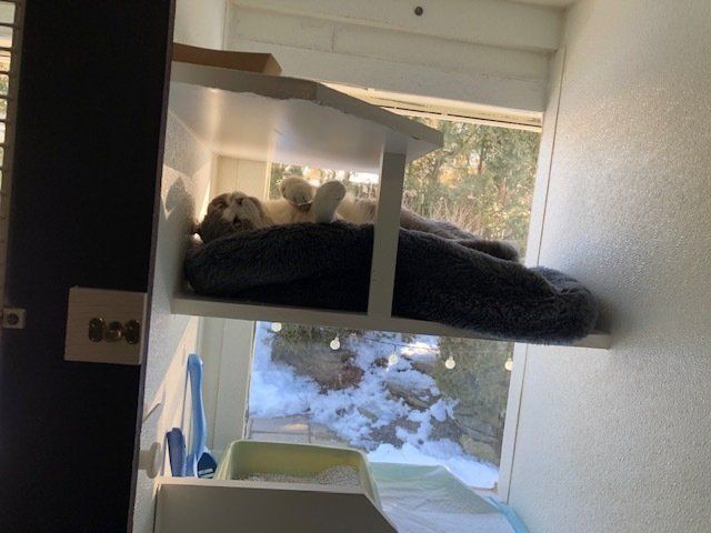 surf & turf vertical cat boarding unit in our hotel kennel
