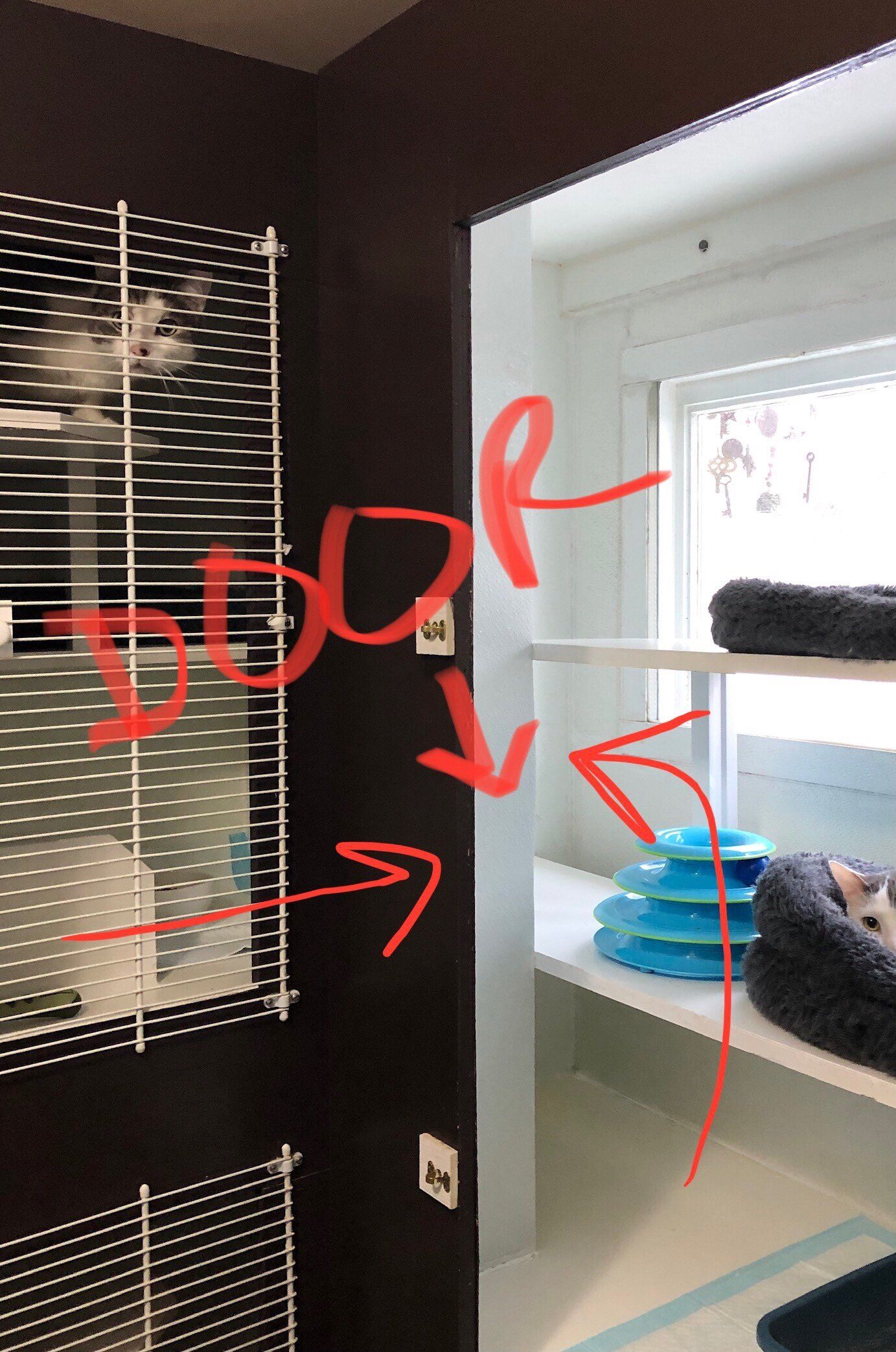 door between areas of cat boarding kennel in clinton ct