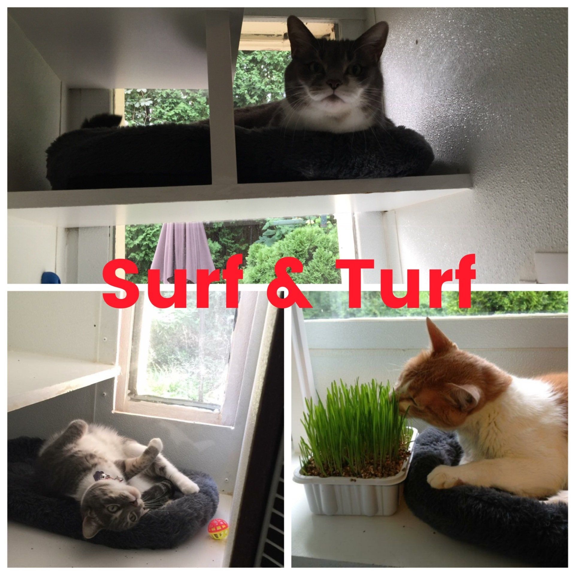 Surf & Turf Cat boarding unit in our luxury feline only hotel