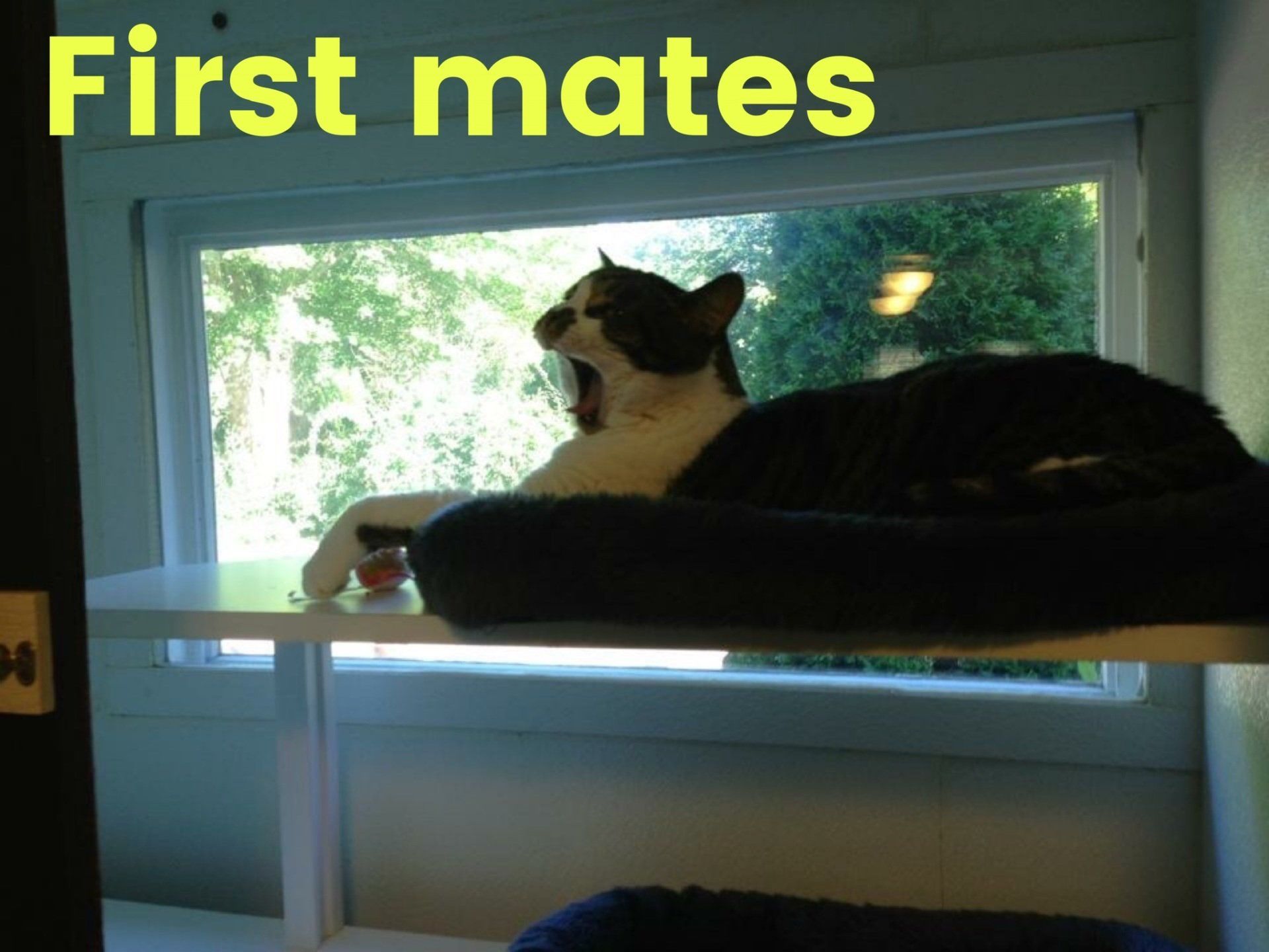 1st Mates cat boarding unit in our cat hotel