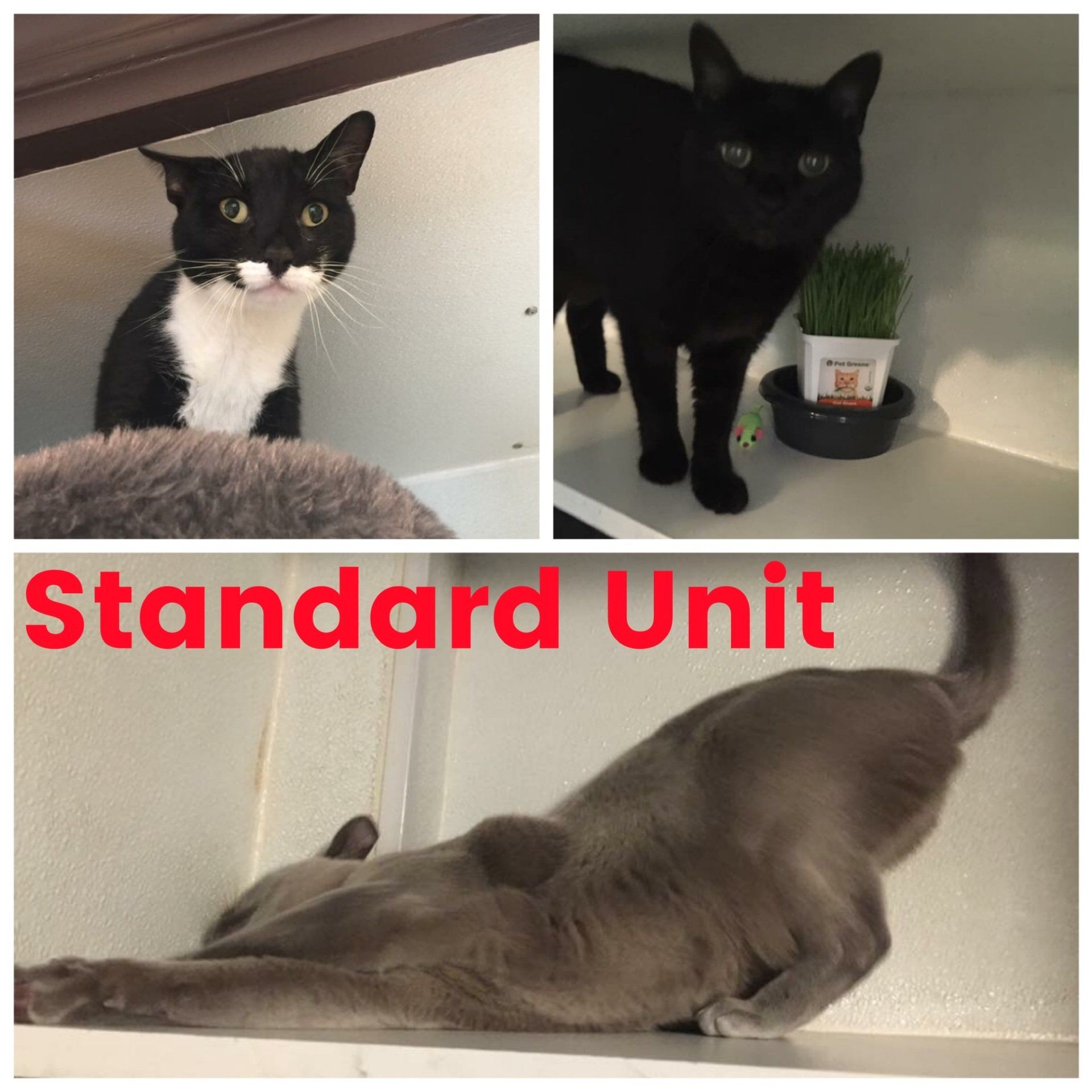 standard vertical cat boarding unit